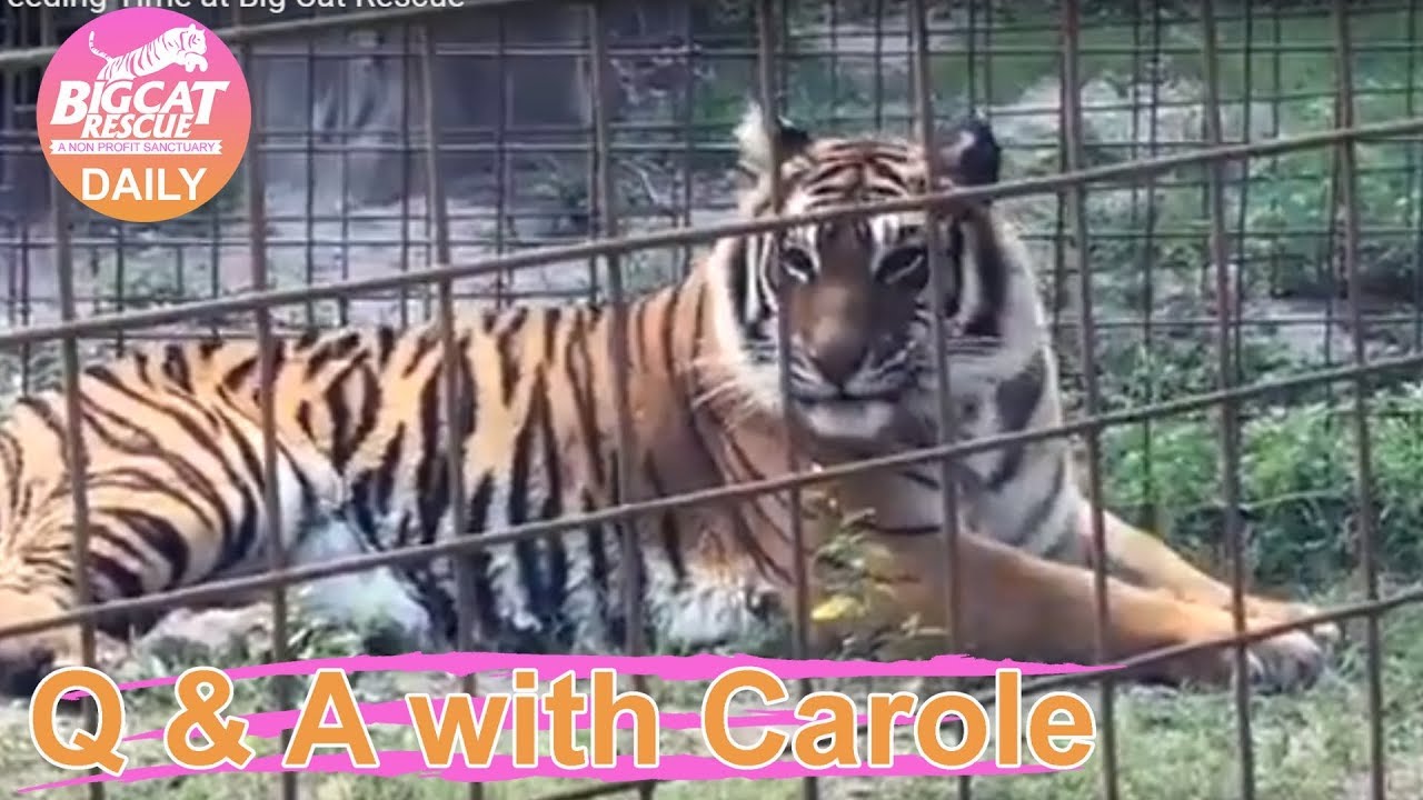 leopard print Q&A with Carole~ Feeding Time at Big Cat Rescue