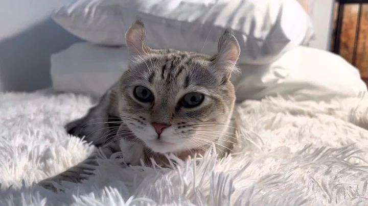 Watch the video about Cute Cat Purring and Grooming l ASMR l Highland Lynx Cat