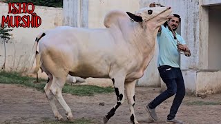 Islamabad Cattle Farm - Beautiful Bulls - Fateh Jang Bulls 2024 - Cow Mandi 2024 -Bakra Mandi 2024