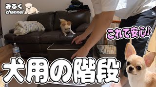 足腰の怪我対策にドッグステップ購入！子犬チワワのみるくがとった行動とは？【犬】【dog】【Chihuahua】