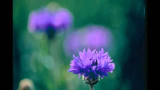 ヤグルマソウ