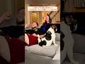 飼い主が撫でるのをやめた時の犬たちの面白すぎる反応 #犬 #犬面白い #犬動画 #犬反応 #犬あるある