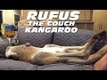 Rufus The Kangaroo Loves Watching TV and Sleeping On The Couch