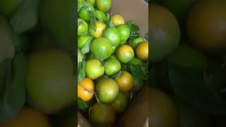 Proses Pengiriman Buah Ke Luar Pulau