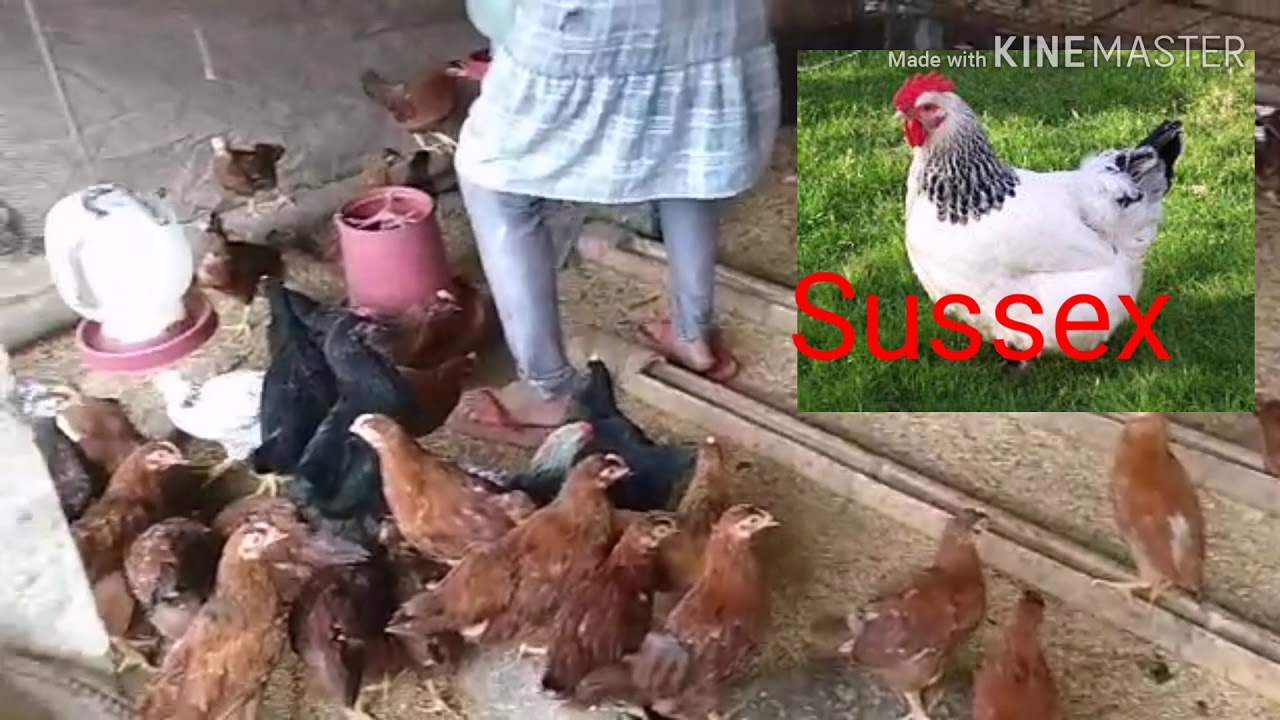 Free range chickens/Rhode Island Red/Mixed breed Heritage Chickens