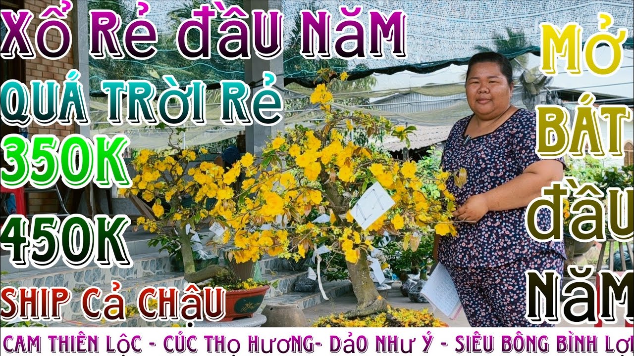 🌈27/2/2026☎️0365328978(C.Trang)🔥mai giống mới hàng đôn cành bo siêu mướt giống mới giá siêu rẻ luôn