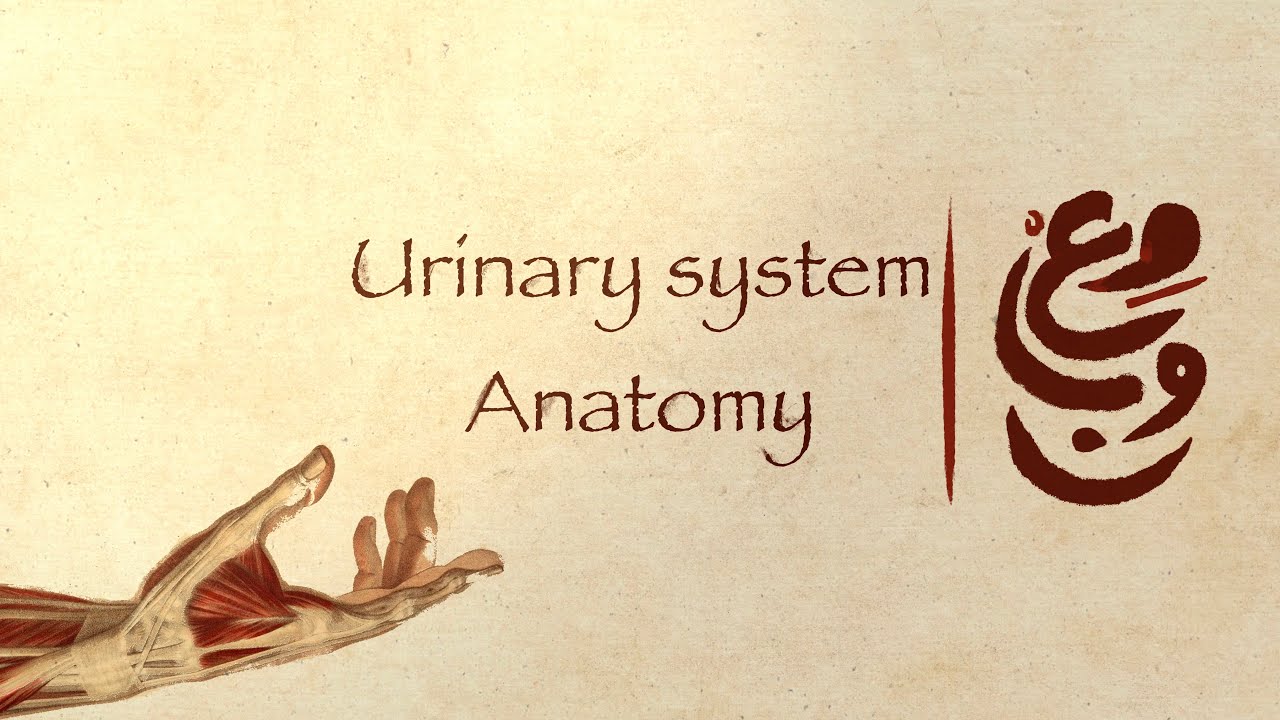 5-a urinary system