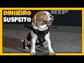 Não assista THE RIP na Netflix antes de ver este vídeo!