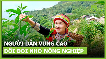 Những người dân vùng cao đổi đời nhờ nông nghiệp | VTC16
