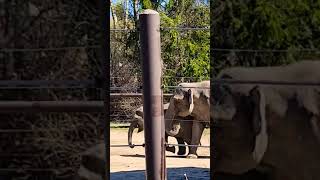 Baby Elephant Frankie Running Ahead #Columbuszoo 🍼🐘🐘