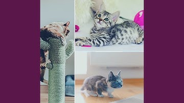 High Class Backdrops for Mysterious Cat