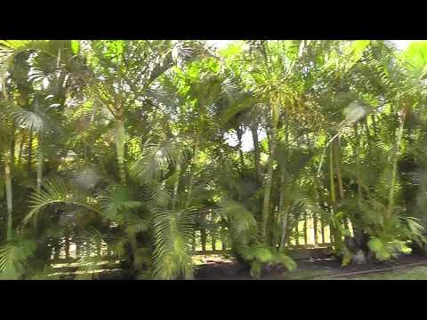 785 Mahealani Place, Kihei, HI home video tour