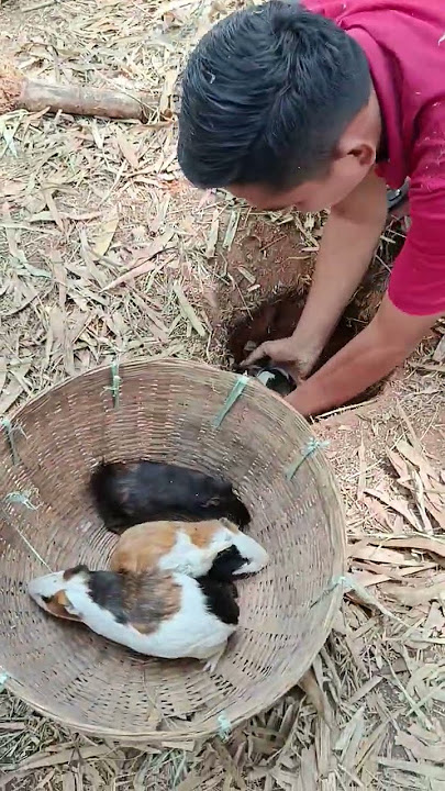 kukira lubag ular teryata tasekerom bolan🐹😱 #fyp
