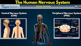 The Human Nervous System, Human Anatomy | Digital Teacher (Part #7)