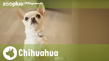 Was ist typisch Chihuahua?