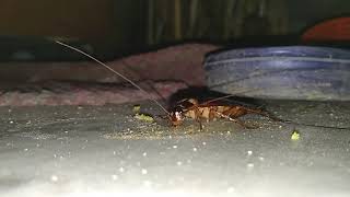 Amazing insects