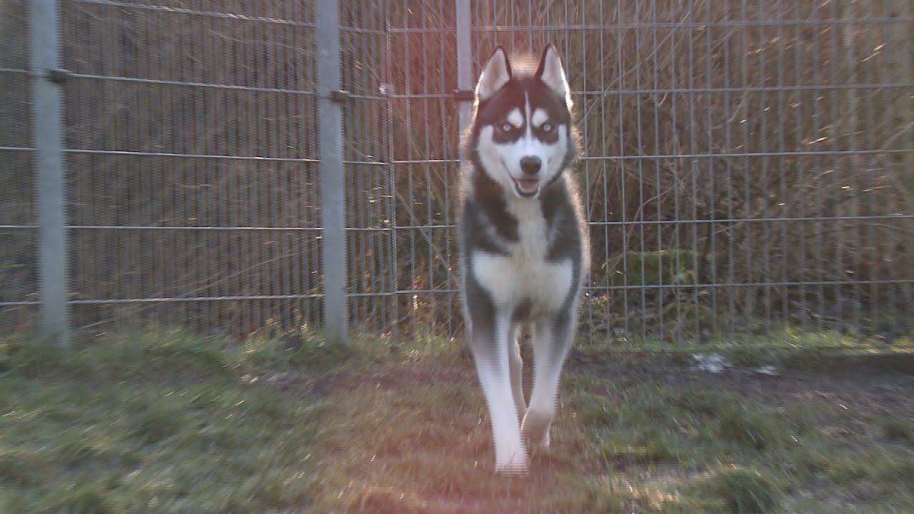 Tiere aus Leipzig suchen ein neues Zuhause Husky »Bruno« YouTube