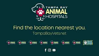You Love Your Pet & So Do We! | Tampa Bay Animal Hospitals
