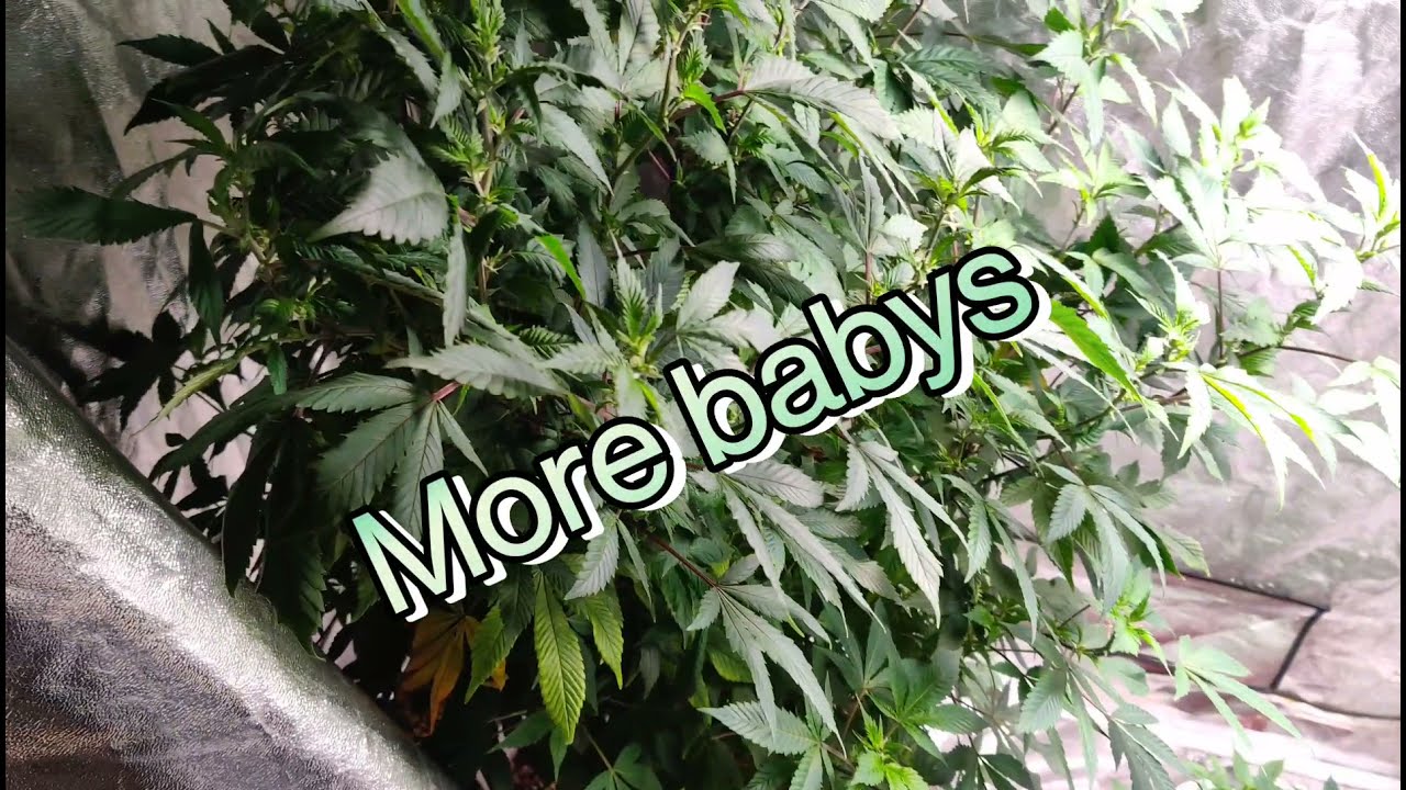 Bruce Banner PA hydroponics waterfall clone RDWC.