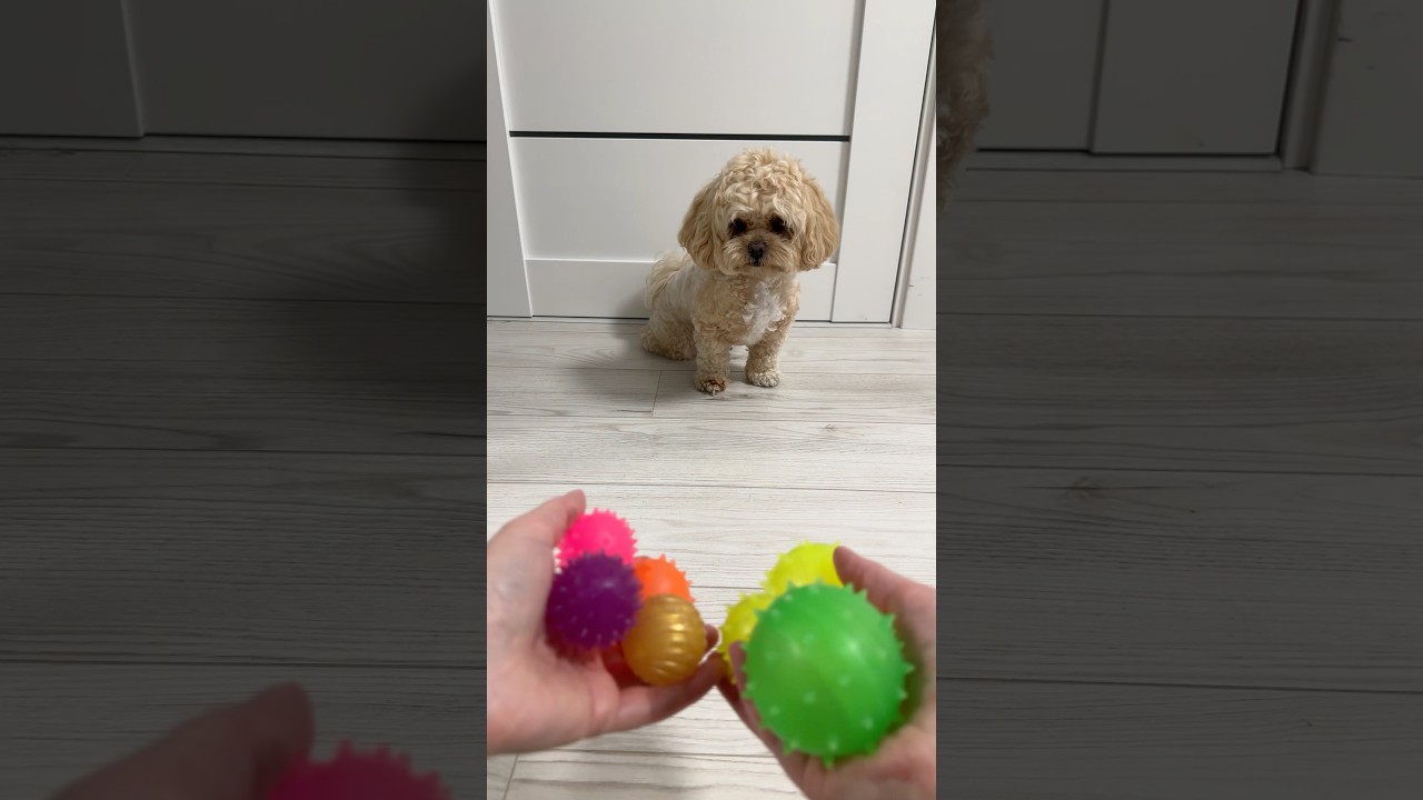 Five little Balls 💙🩷❤️💛💚