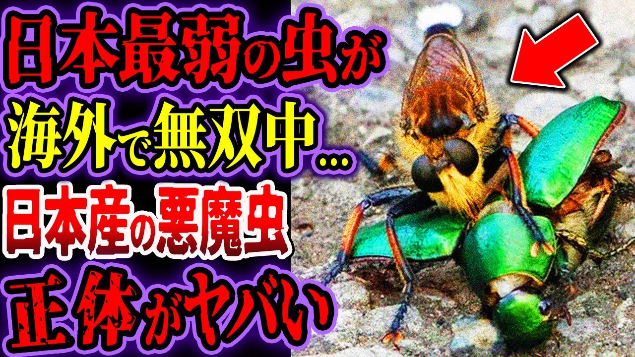 Japan's weakest insect has been unrivaled overseas for over 100