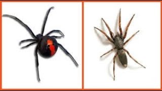 Redback vs  White Tailed  Ultimate Spider Showdown! VEED