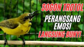 Sogon Trotol  Ngriwik Pancingan Emosi Bikin Cepat  Nyaut Semua Sogon Part 25