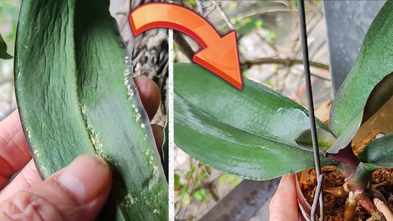 葉片皺巴軟趴被蟲咬的蘭花如何恢復生機--活得不快樂就換個生活方式系列