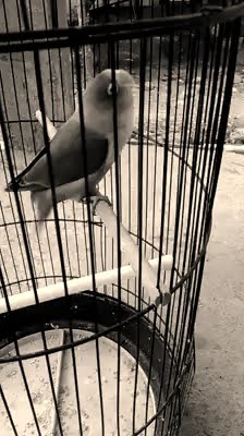 Lovebird durasi pendek