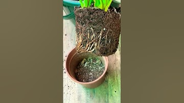 Thumbnail of Peace lily repotting #song #love #youtube #plants #youtubeshorts #shorts #viralvideo #viral