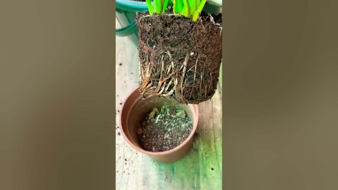 Peace lily repotting #song #love #youtube #plants #youtubeshorts #shorts #viralvideo #viral