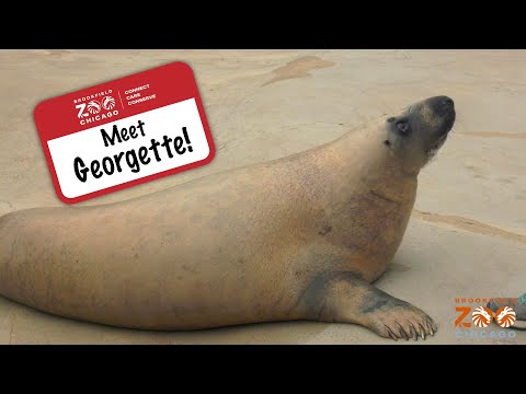 Meet Georgette Grey Seal!