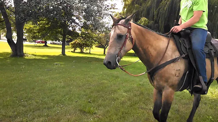 Slyde AQHA 1