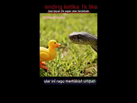 🔴 LIVE ‼️ Jebakan Ular Super Cerdas – Apakah Ular Ini Akan Tertipu?! 🐍🪤