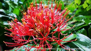 Fireball   Blood Lily   Dec 17, 2018