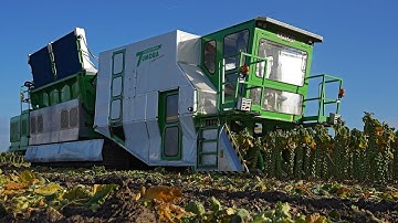 Amazing robotic brussels sprout harvester! | World premiere | Tumoba | Brussels sprout harvest