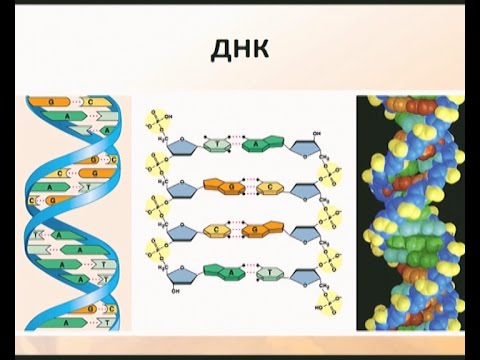 Видео: Разлика между PCR и ДНК секвениране