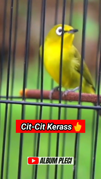 PLECI CIT CIT KERASS FULL NGALAS‼️ #pleci