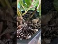 #Plantfluencer #UzielRuga #Coleos #Coleus #KongColeus #PlantasDeFollaje #PlantasColoridas
