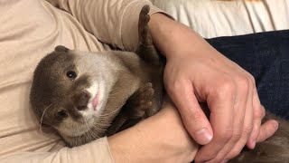 Otter sakura in owner's arm