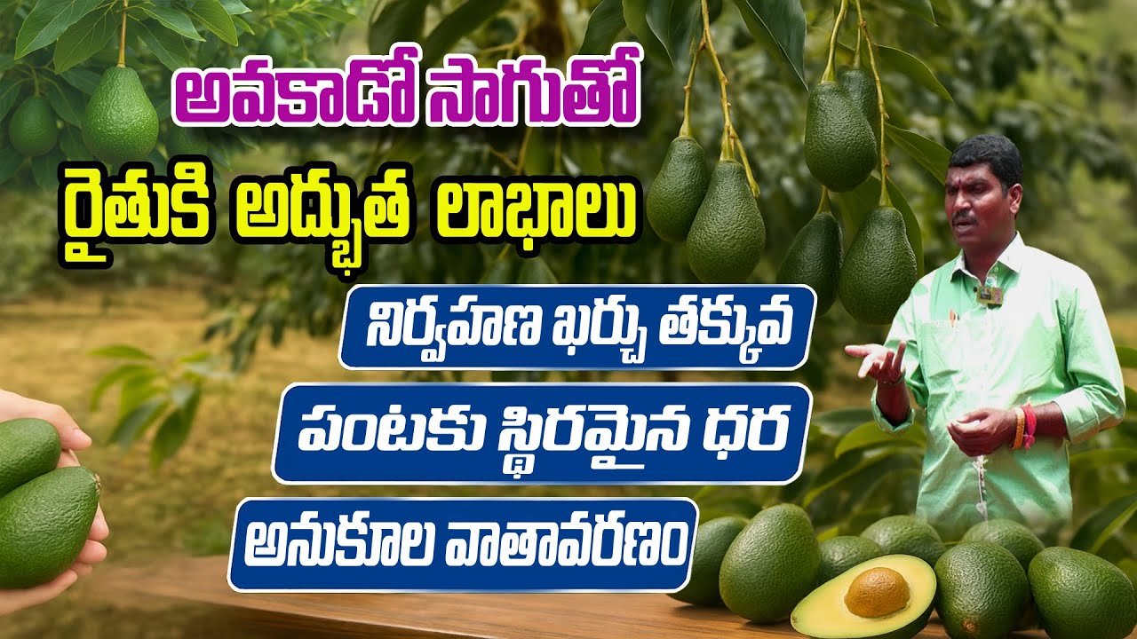 వెన్నపండు (#Avacado) సాగు | లాభాలు మెండు | Jaipal #fruit #AvocadoFarming #telangana @Raitunestham​