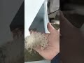 Rice Sorting Before & After | AI Color Sorter for Clean, Premium Rice #machine #farming #colorsorter