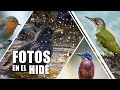 FOTOGRAFIA de AVES desde HIDE📸 / / SESION DE FOTOS en hide para fotografiar aves🦅