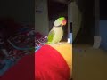 Bugu parrot 🦜| mithu alsi baccha😘|#parrotvideo #buggu #shorts #talkingparrot #birds #shortsvideo