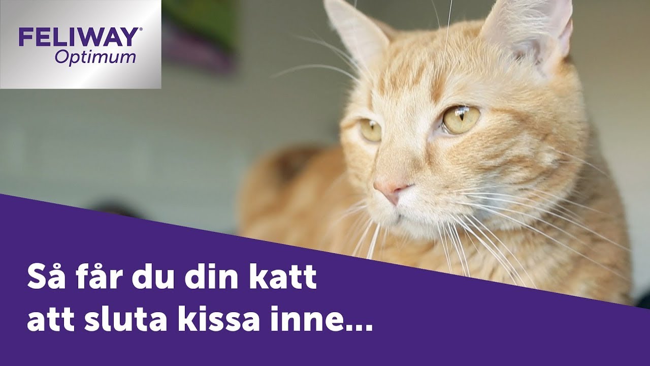Kattförsäkring för innekatt och utekatt - vad behöver du veta 1 Undantag och begränsningar