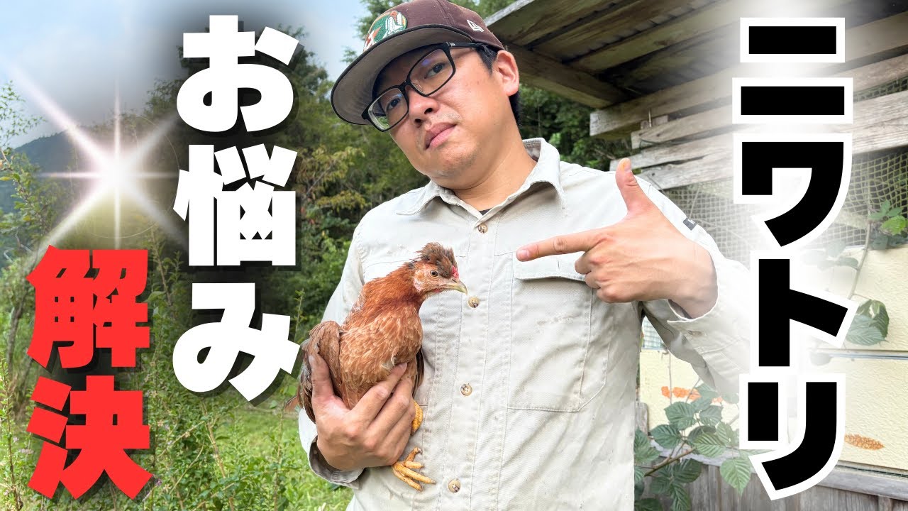ニワトリ小屋のお悩み解決！産卵箱DIY