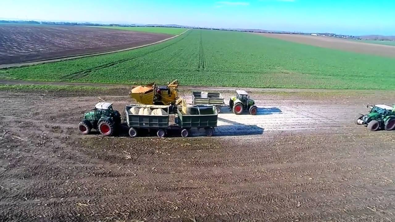 Maiskorn Ernte Schütz Landmaschinen OHG