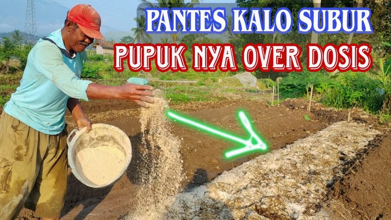 Cara olah tanah dan pasang plastik mulsa persiapan menanam cabe rawit