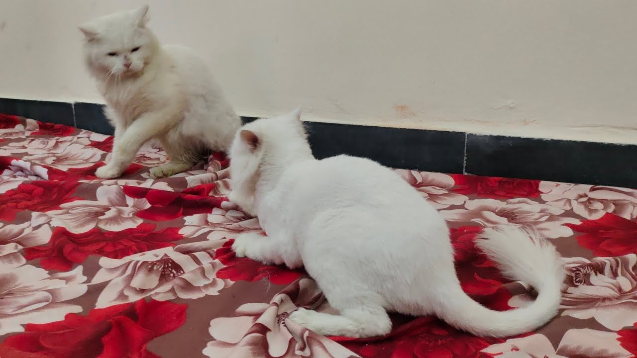 odd-eyes-persian-cats-in-hyderabad-warisguda-white-cats-in-hyd-youtube