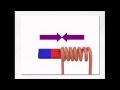 Electromagnetic Induction